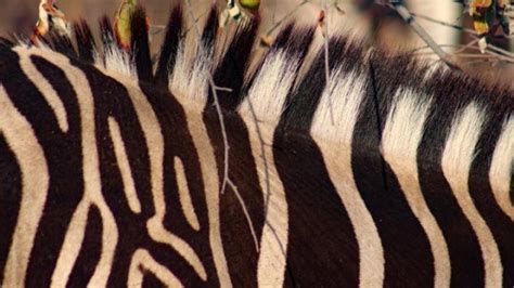 Scientists finally discover the real reason why zebras .